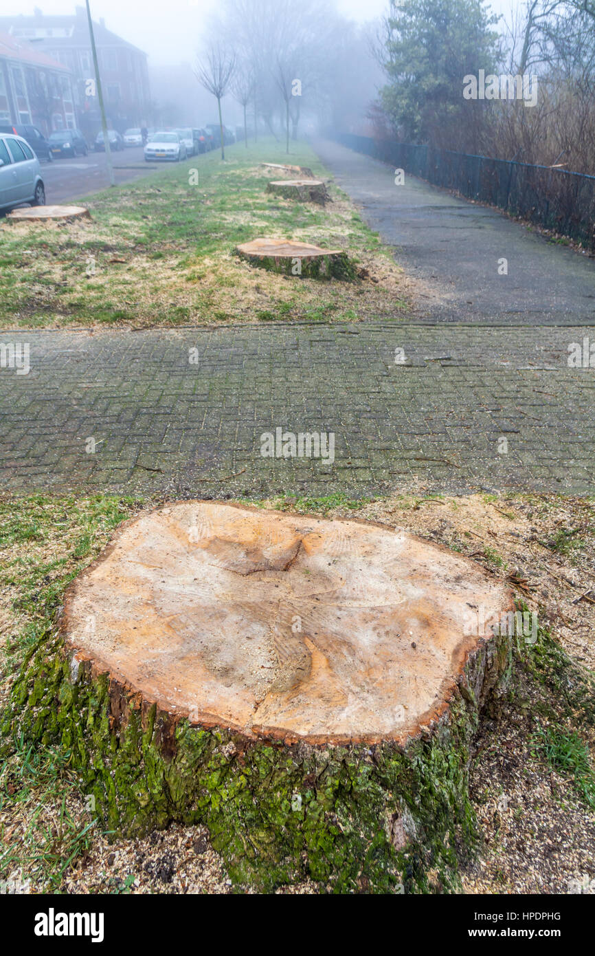 La Haye, Pays-Bas - le 18 février 2017 : les arbres malades retirés de city street Banque D'Images