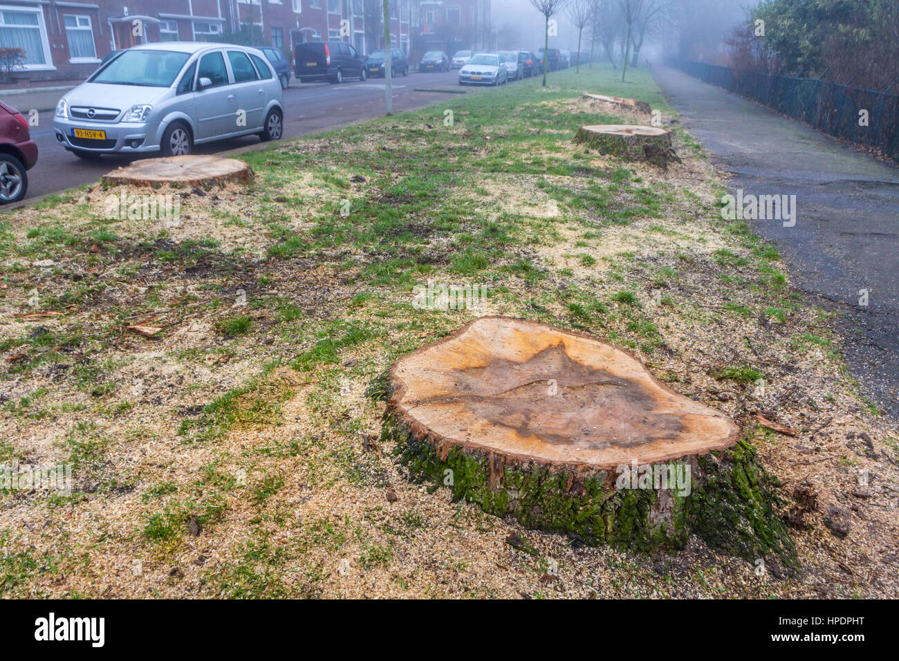 La Haye, Pays-Bas - le 18 février 2017 : les arbres malades abattus Banque D'Images