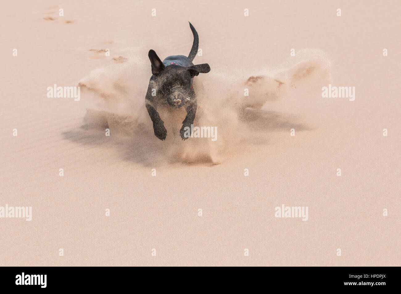 Chien Noir tournant dans le sable à la plage Banque D'Images