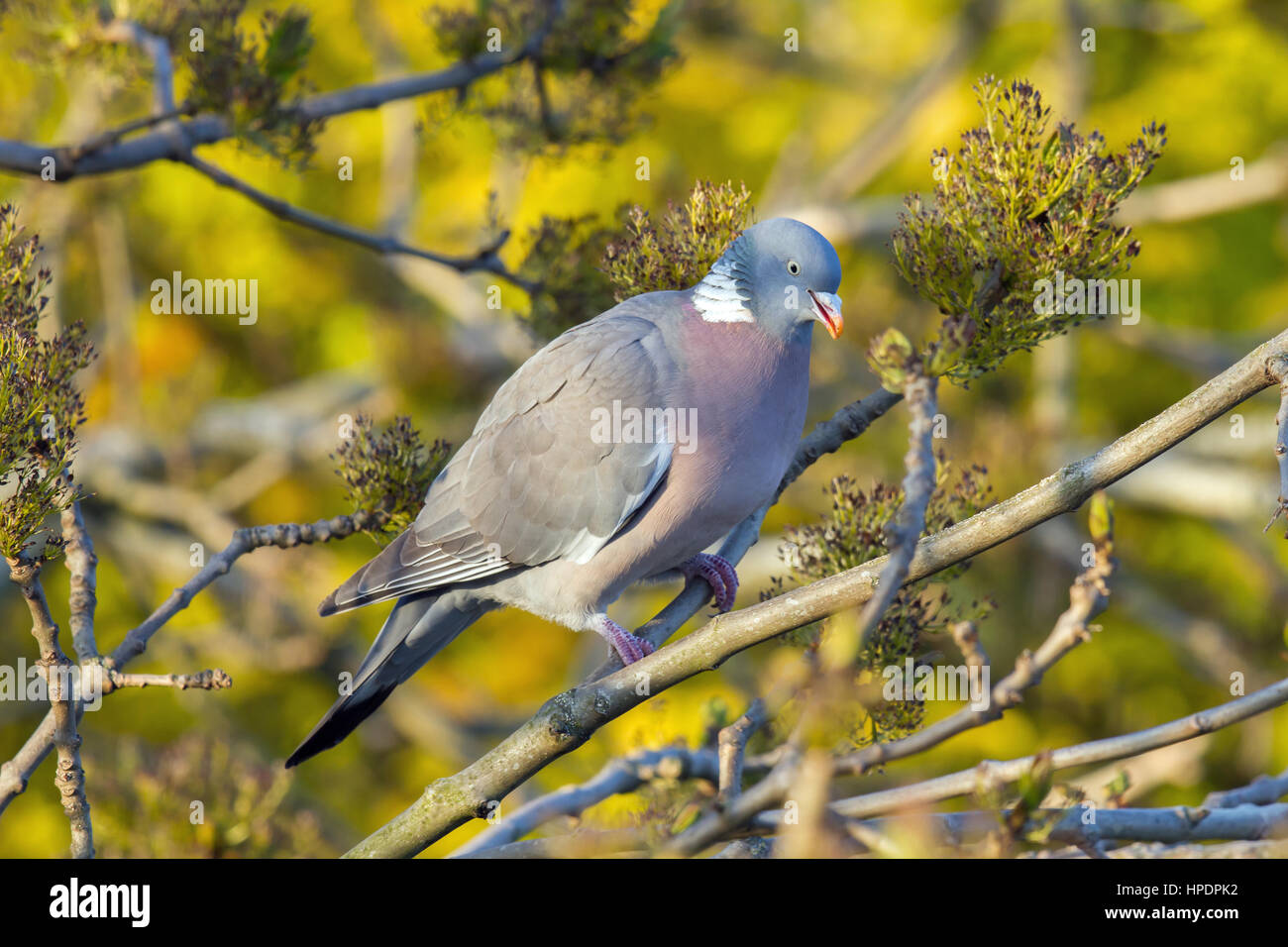 Pigeon ramier de manger les graines d'un arbre Banque D'Images