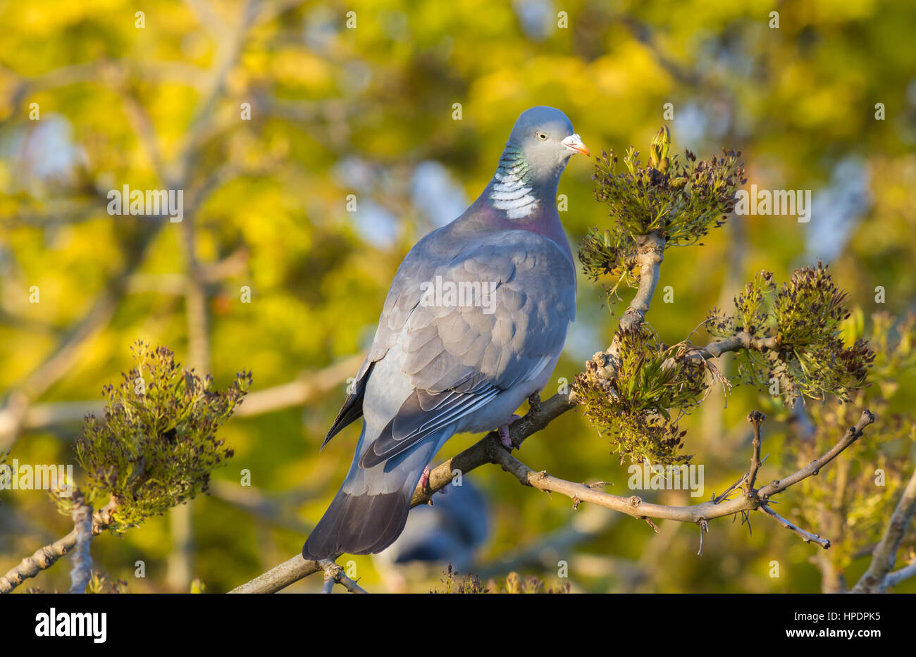 Pigeon ramier de manger les graines d'un arbre Banque D'Images