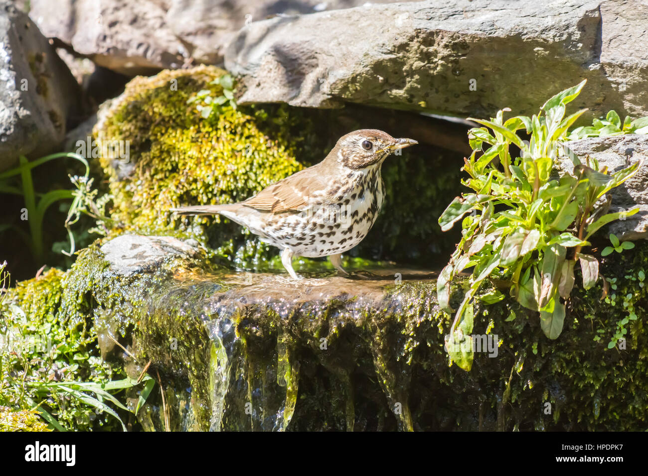Mistle thrush ayant un bain d'eau sur une chaude journée Banque D'Images
