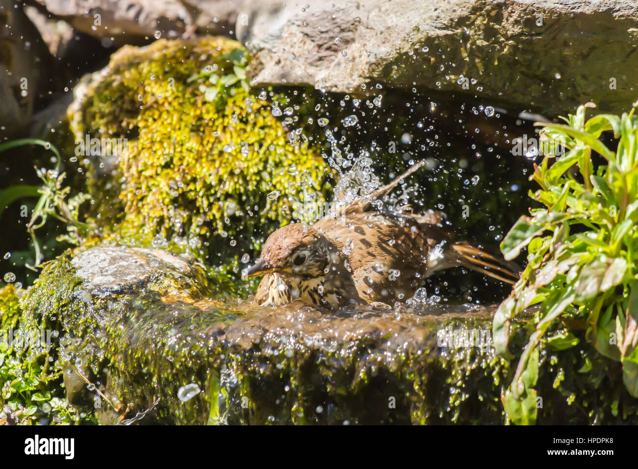 Mistle thrush ayant un bain d'eau sur une chaude journée Banque D'Images