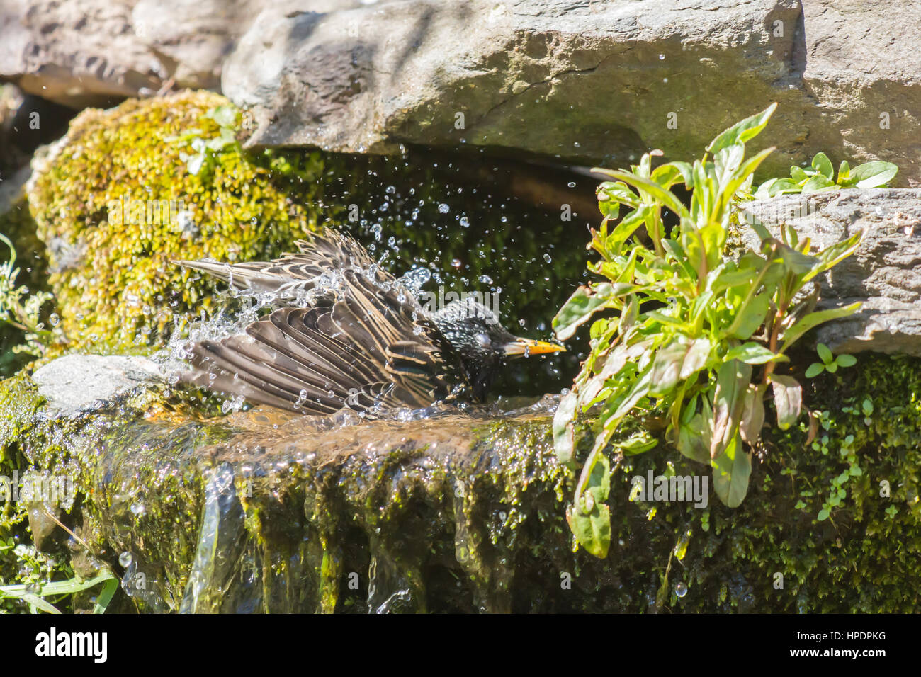 Starling ayant un bain d'eau sur une chaude journée Banque D'Images
