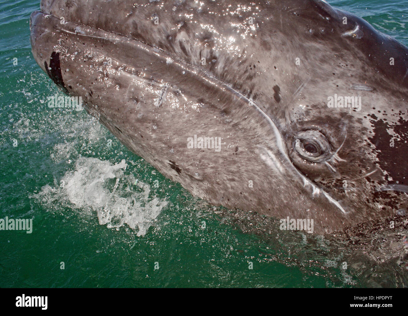 Veau de la baleine grise d'enquêter sur un petit bateau dans une lagune, Baja, au Mexique Banque D'Images