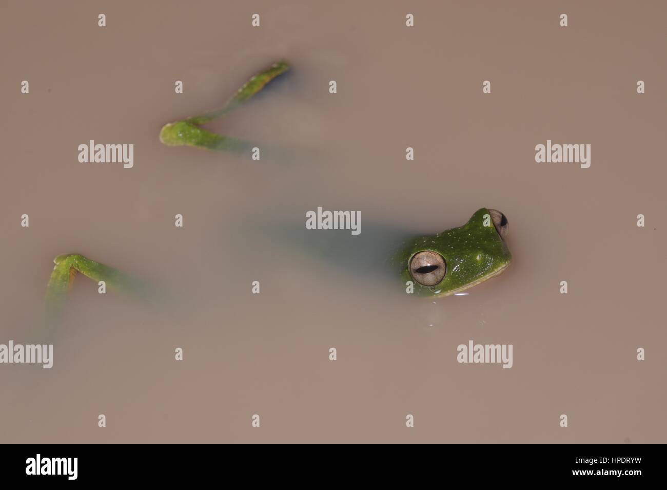 Un Wallace's Flying Frog (Rhacophorus nigropalmatus) flottant dans une flaque de nuit en Malaisie Banque D'Images