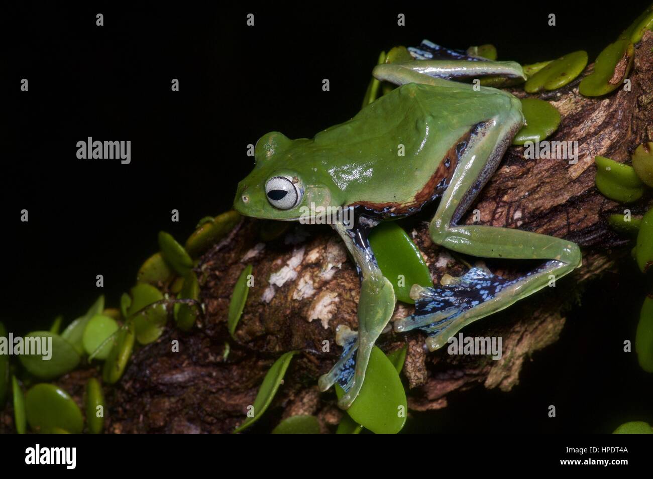 Norhayati's Flying Frog (Rhacophorus norhayatii) dans la forêt tropicale de Malaisie dans la nuit Banque D'Images
