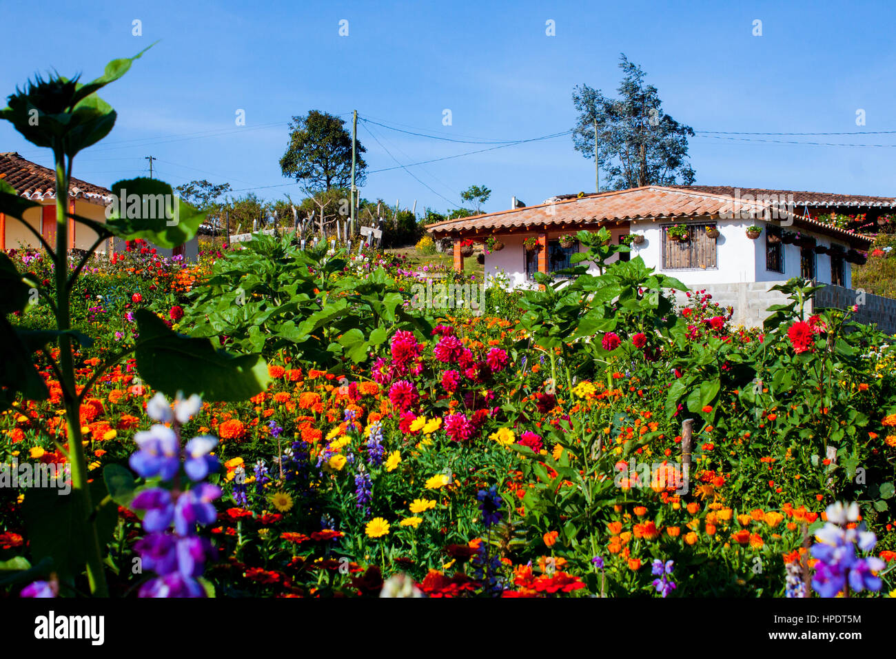 Une maison au milieu de fleurs dans un village près de Santa Elena Medellín où les agriculteurs cultivent des fleurs toute l'année pour le montrer spécialement au cours de la 'silleter Banque D'Images