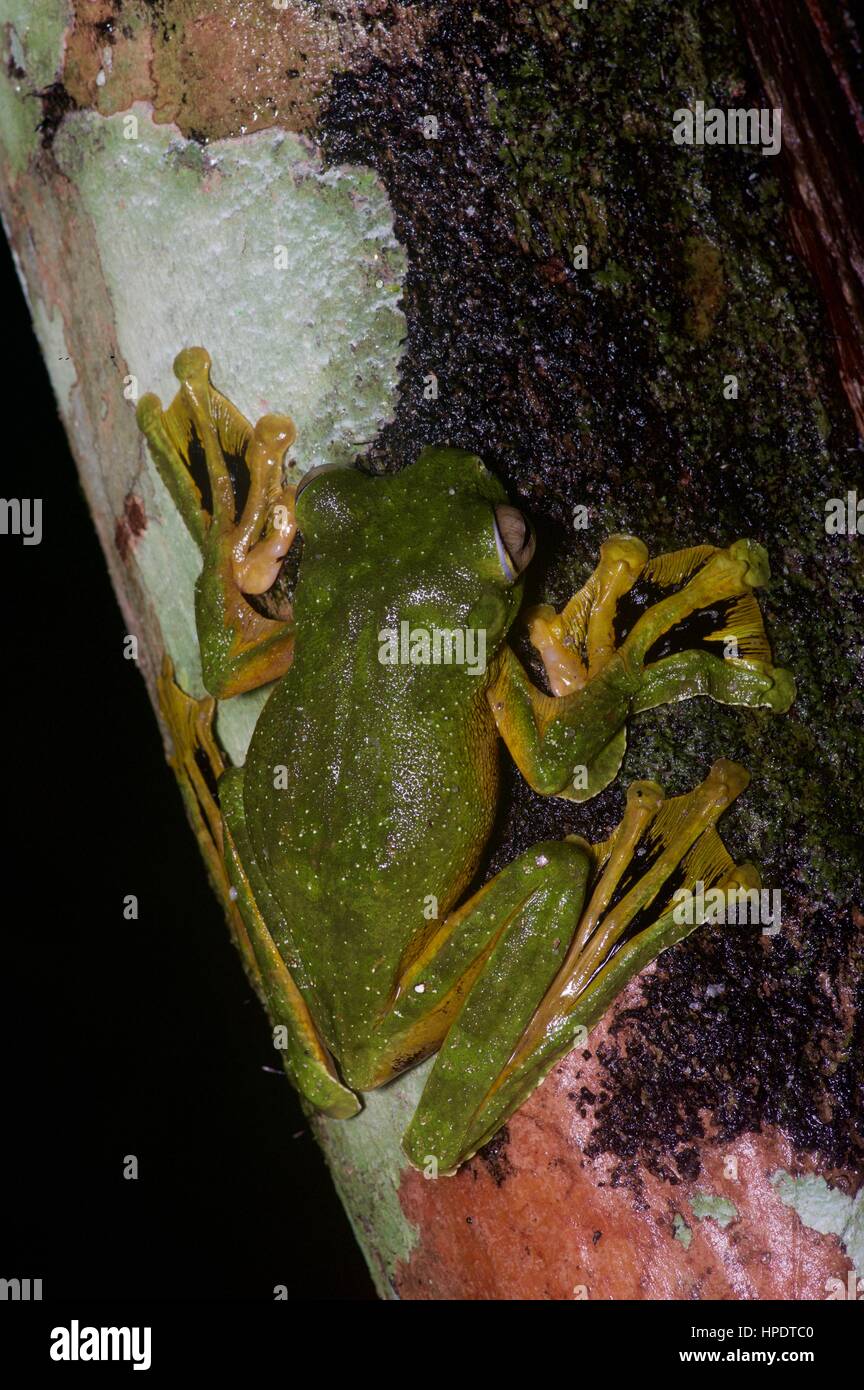 Un Wallace's Flying Frog (Rhacophorus nigropalmatus) dans la forêt tropicale de Malaisie dans la nuit Banque D'Images