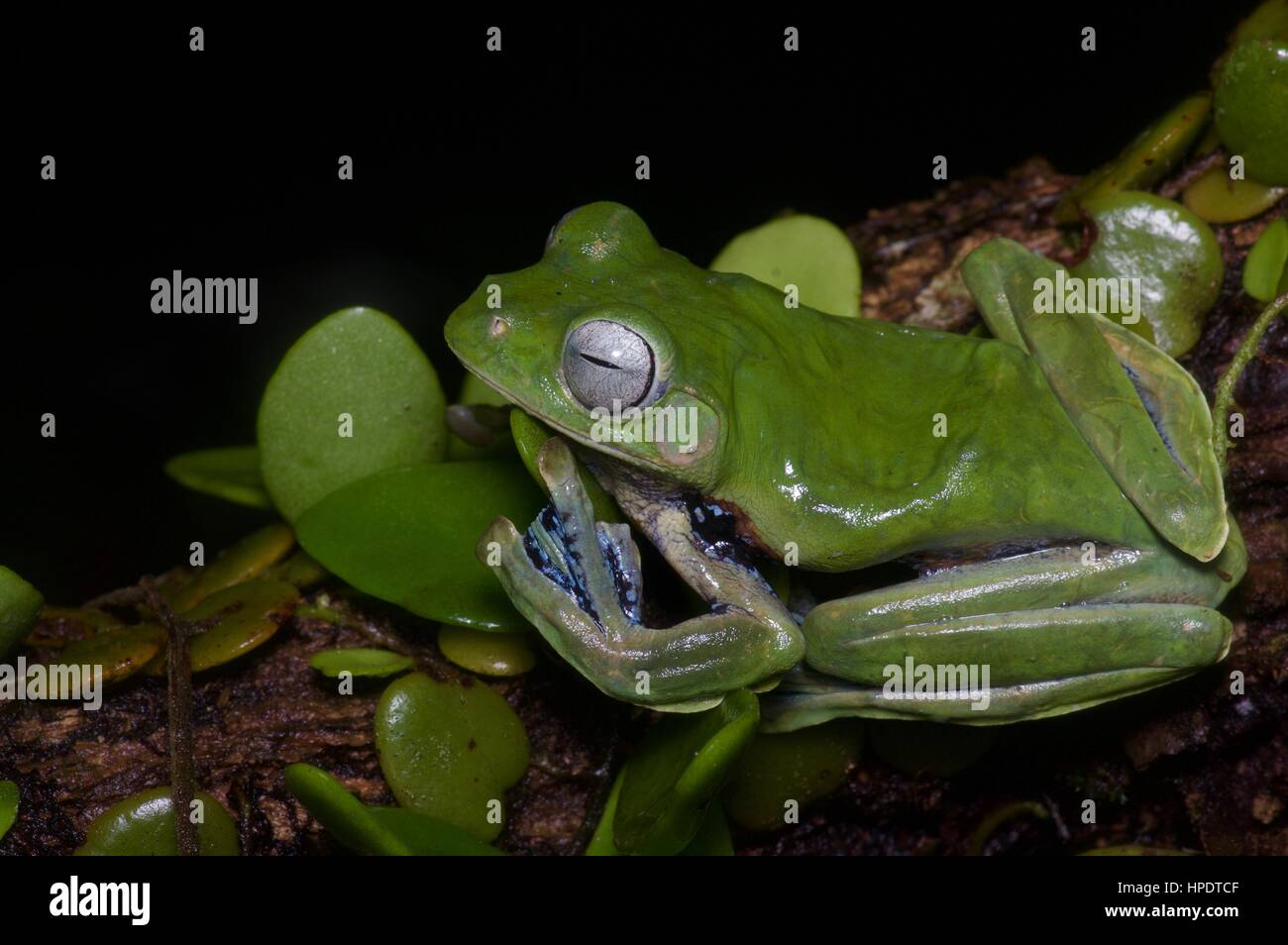 Norhayati's Flying Frog (Rhacophorus norhayatii) dans la forêt tropicale de Malaisie dans la nuit Banque D'Images