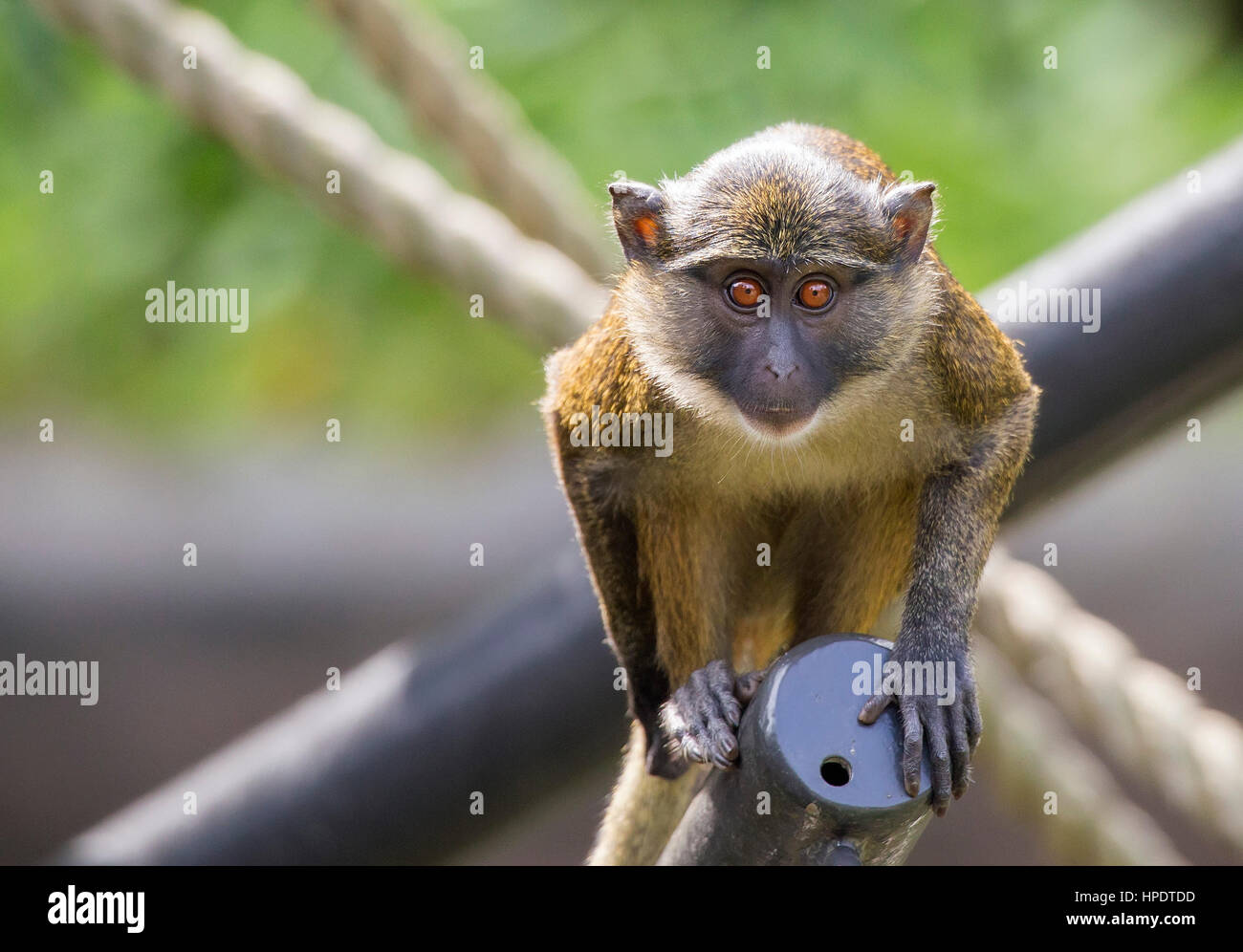 Un seul singe Mona (Cercopithecus mona) regarde bien que perché sur une jungle gym. Banque D'Images
