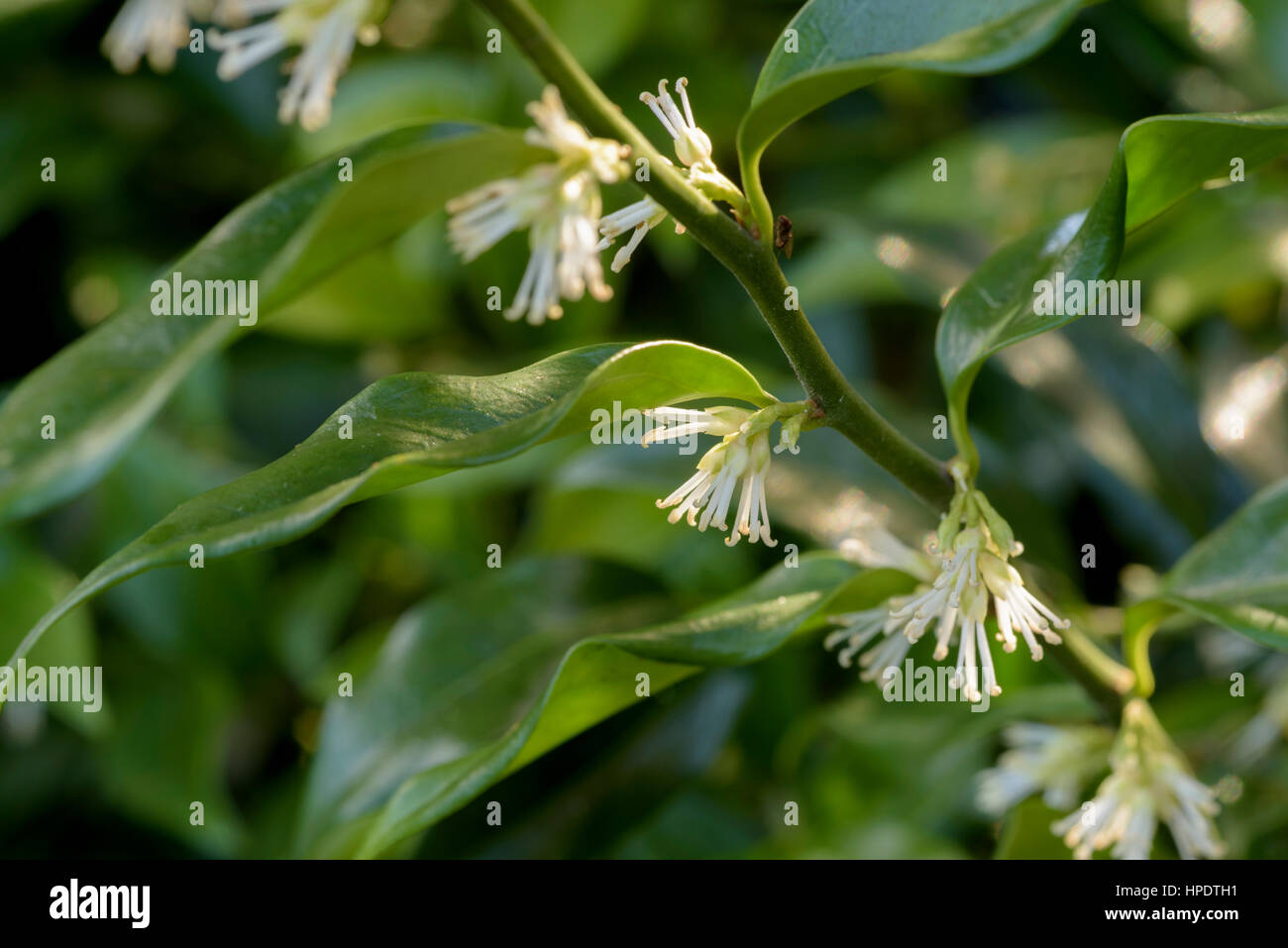 Sarcococca confusa, Boîte de Noël Banque D'Images