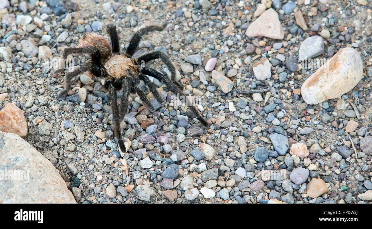 Un wild Texas brown tarantula (Aphonopelma hentzi). Repéré à Big Bend National Park, au Texas. Banque D'Images