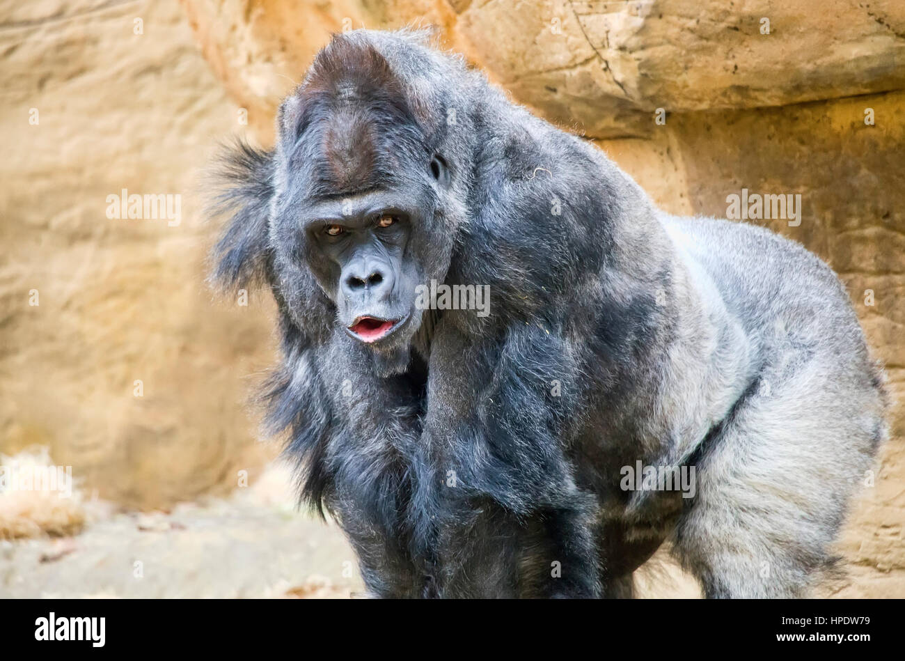 Un homme adulte silverback gorille de plaine de l'ouest. Banque D'Images