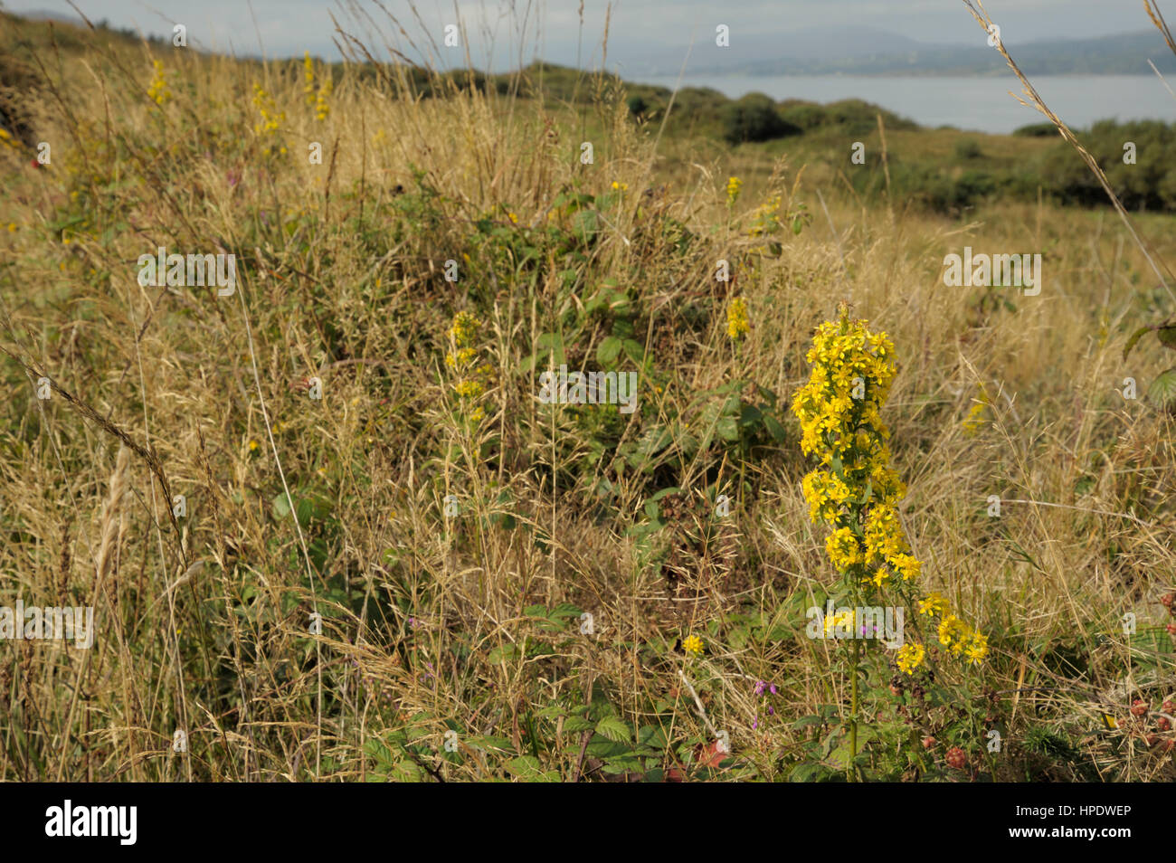 Solidago virgaurea Verge d'or, dans une haie sur Bere Island Banque D'Images