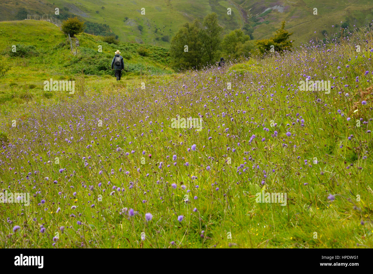 Un homme avec un sac à dos de marche bof un patch dense de Devil's bit Scabious, Succisa pratensis Banque D'Images