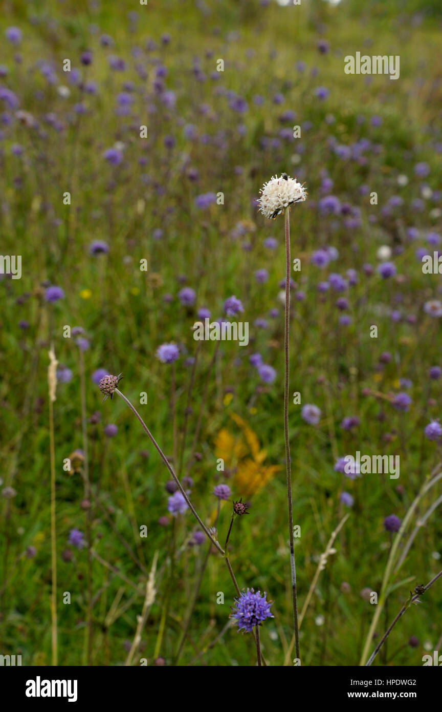 Devil's bit Scabious Succisa pratensis, un Whie, parmi des fleurs bleues normal Banque D'Images
