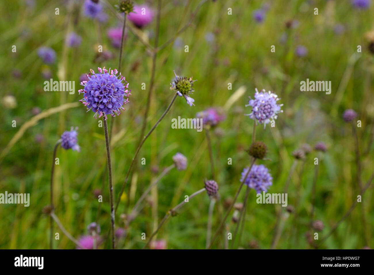 Devil's bit Scabious, Succisa pratensis Banque D'Images