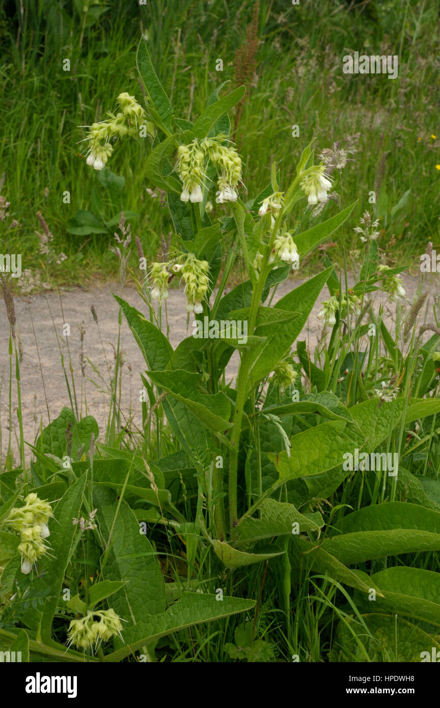 Symphytum officinale Consoude, commun Banque D'Images