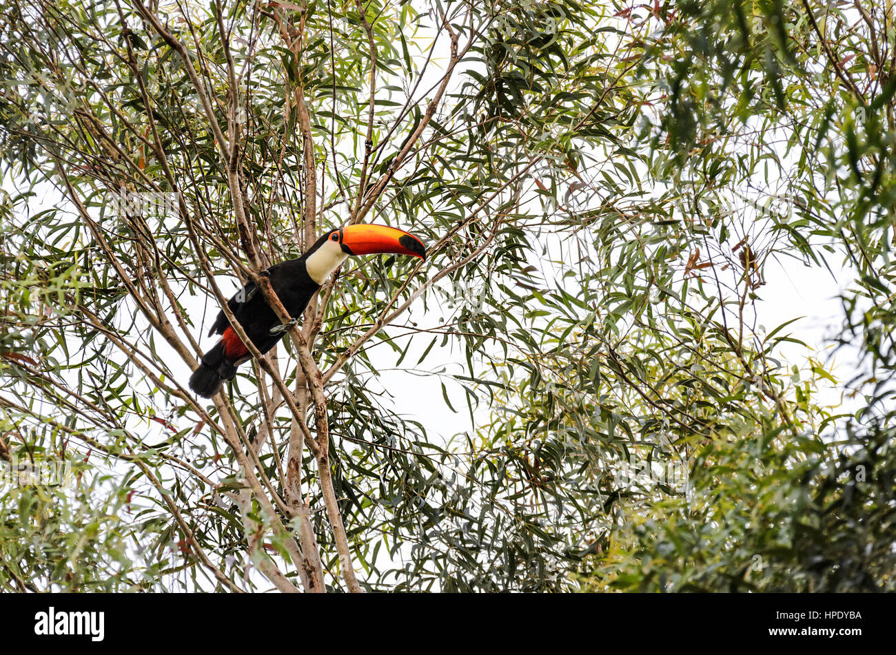 Des Oiseaux Sauvages Sur Tucano Une Branche Darbre Oiseau