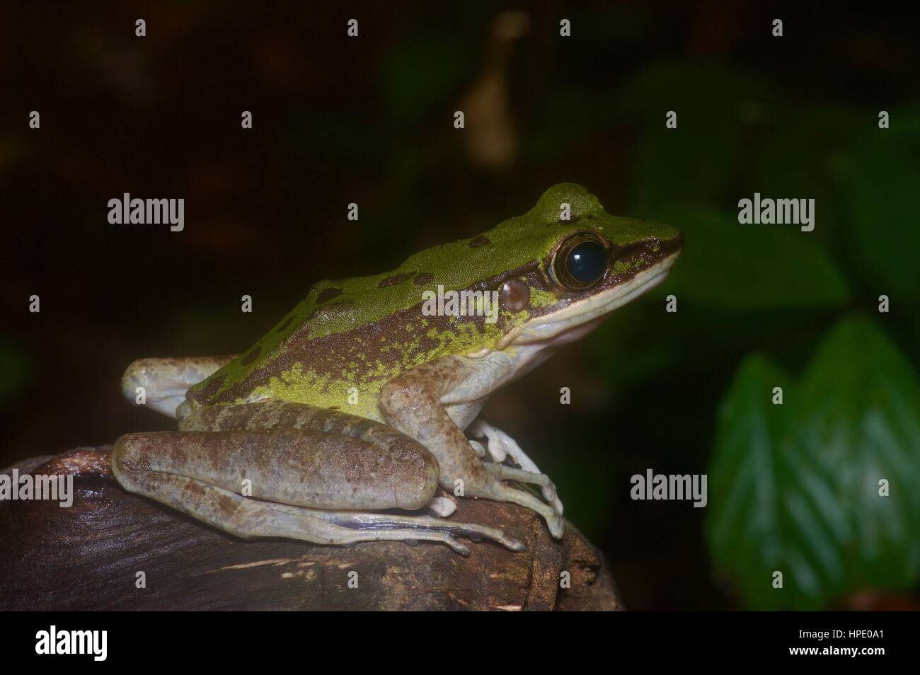 Une Grenouille Odorrana hosii (Rock) dans la forêt tropicale à Ulu Yam, Selangor, Malaisie Banque D'Images