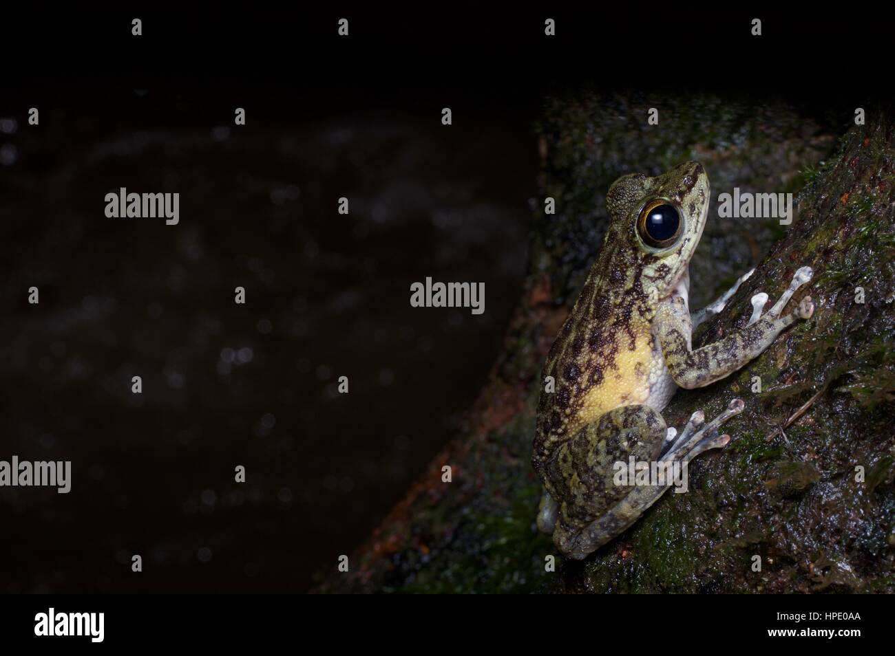 Un Torrent Frog (Amolops larutensis) sur un rocher dans la forêt la nuit en Batang Kali, Selangor, Malaisie Banque D'Images