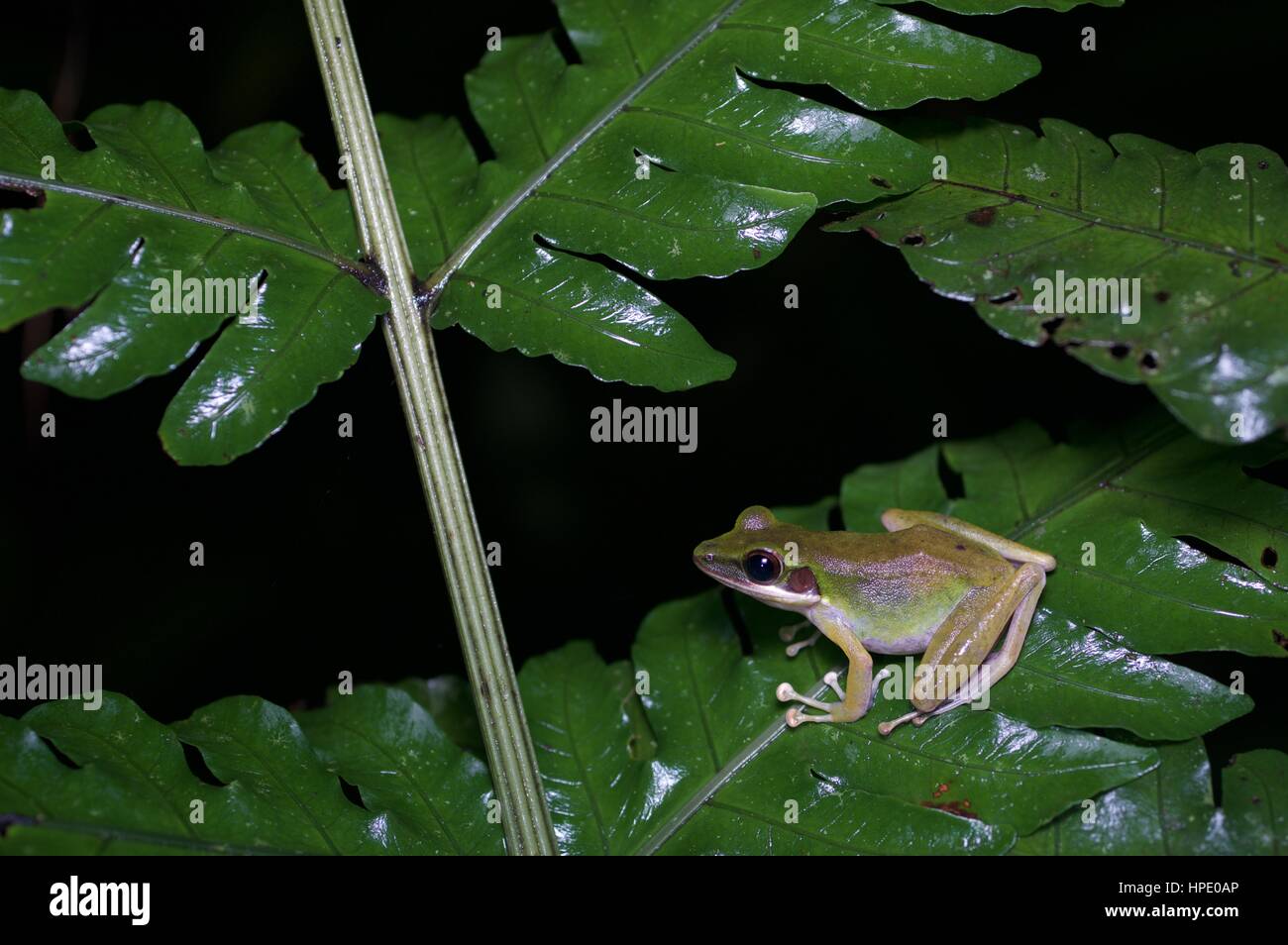 Un blanc-lipped Frog (Chalcorana labial) sur une plante dans la nuit dans la forêt tropicale à Batang Kali, Selangor, Malaisie Banque D'Images