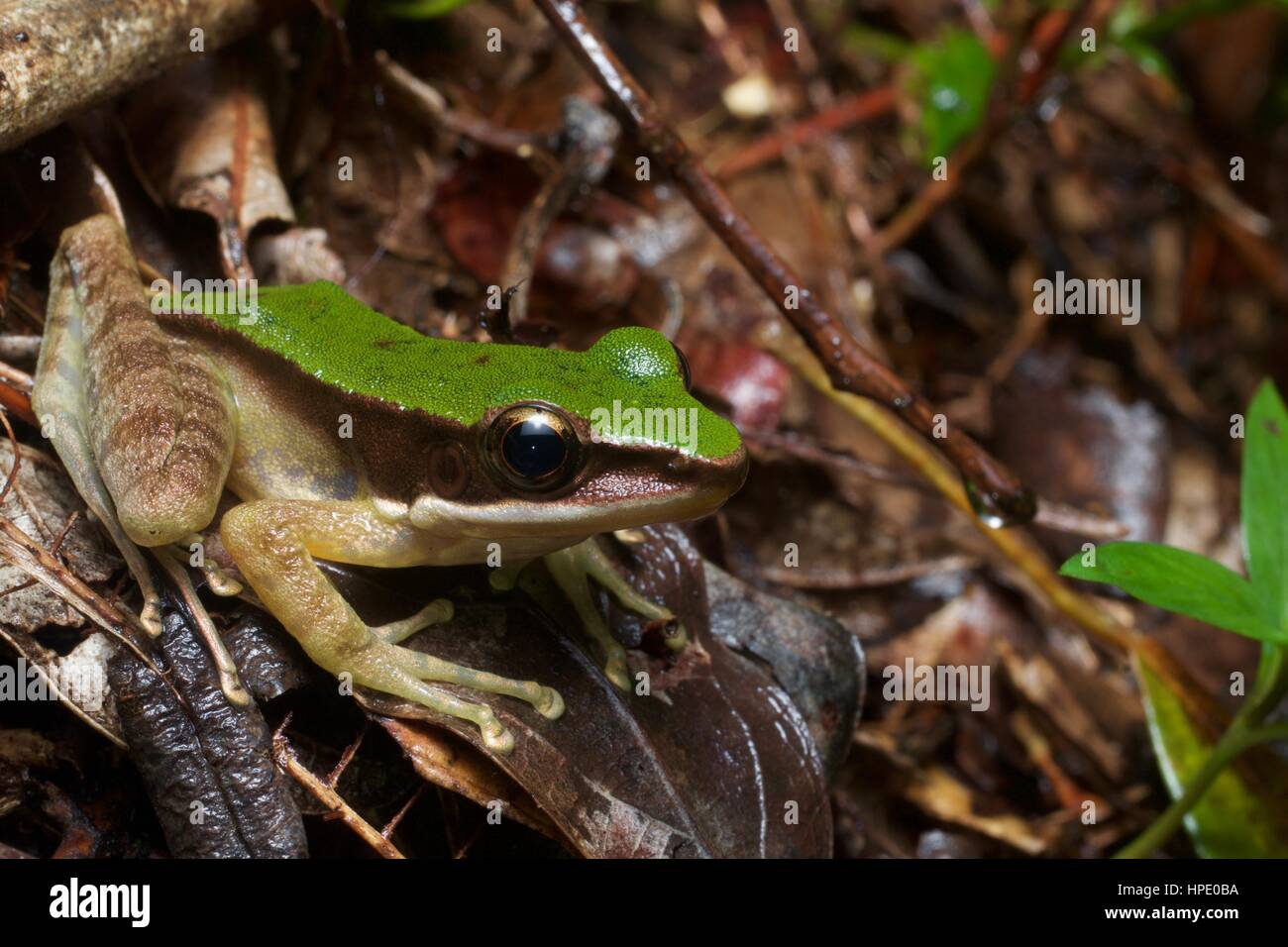 Une Grenouille Odorrana hosii (Rock) dans la litière de la forêt tropicale à Fraser's Hill, Pahang, Malaisie Banque D'Images