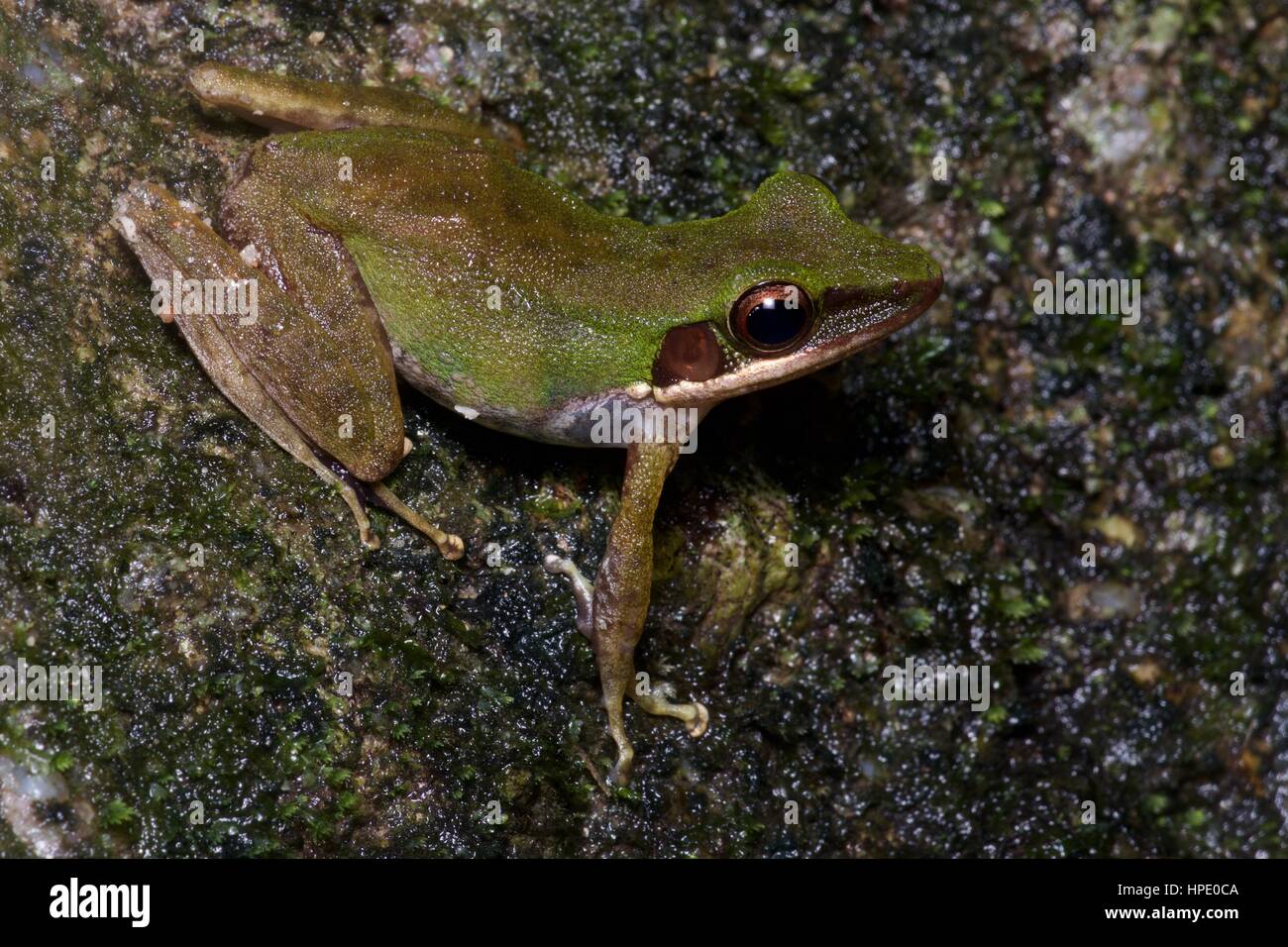 Un blanc-lipped Frog (Chalcorana labial) sur une feuille dans la nuit dans la forêt tropicale dans la région de Ulu Semenyih, Selangor, Malaisie Banque D'Images