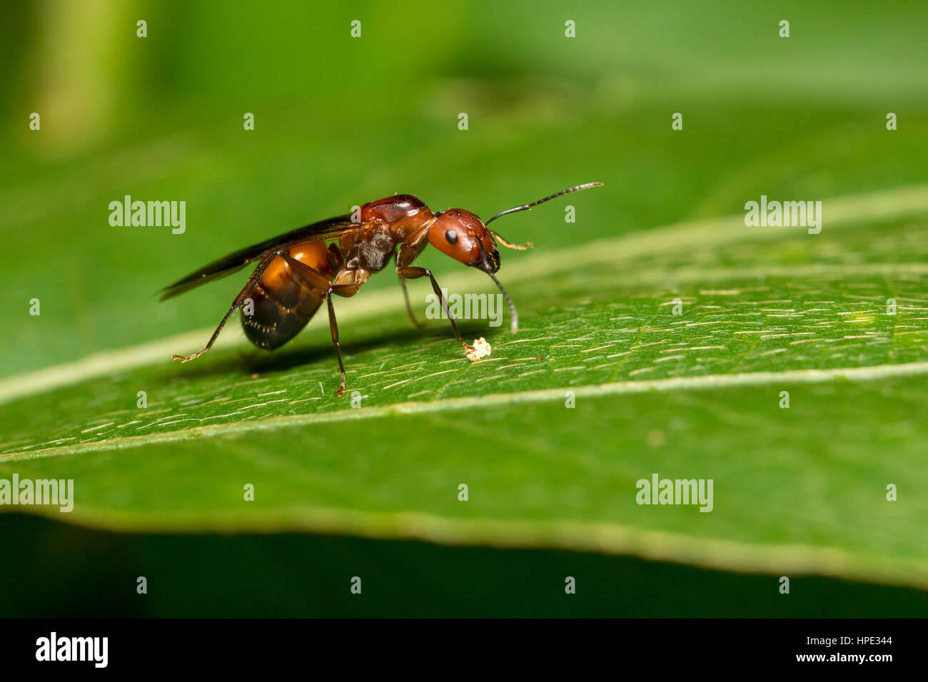 Portrait de Ant (avec ailes) Camponotus - habereri Banque D'Images