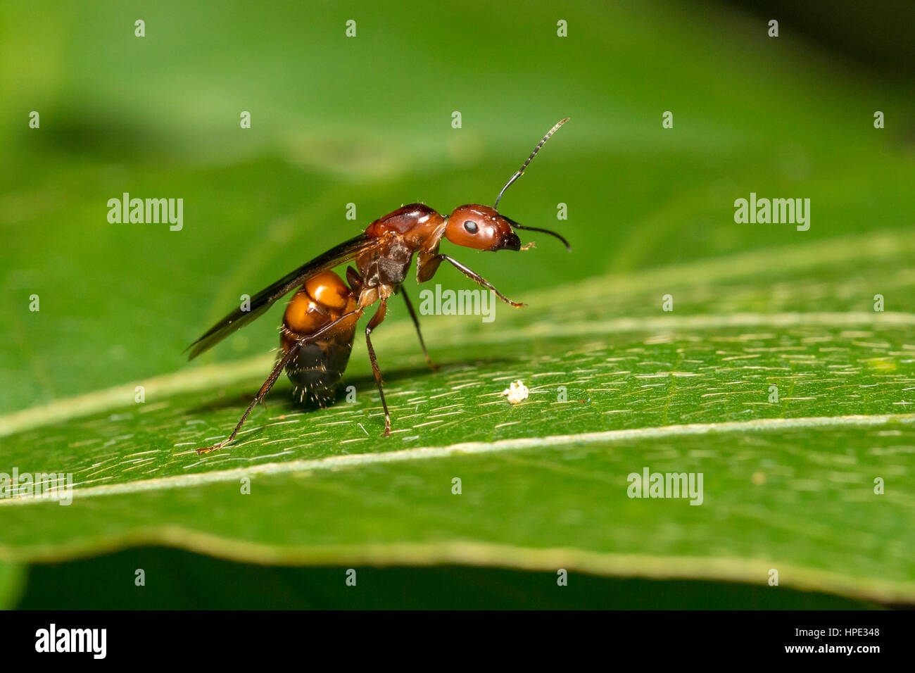 Reine de fourmi Camponotus nicobarensis (sur les feuilles) Banque D'Images