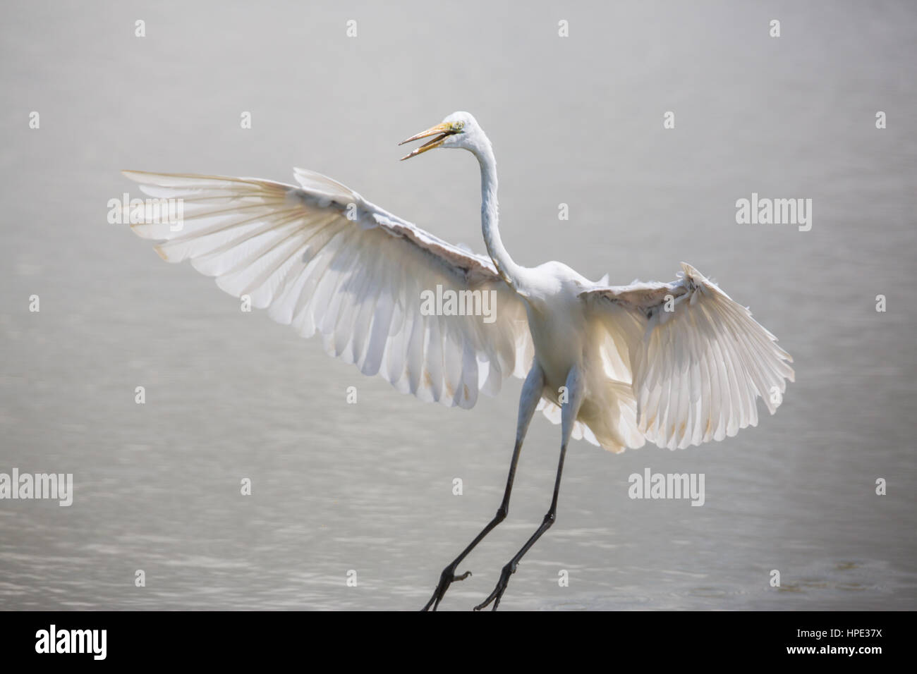 Grande Aigrette l'atterrissage dans l'eau Banque D'Images