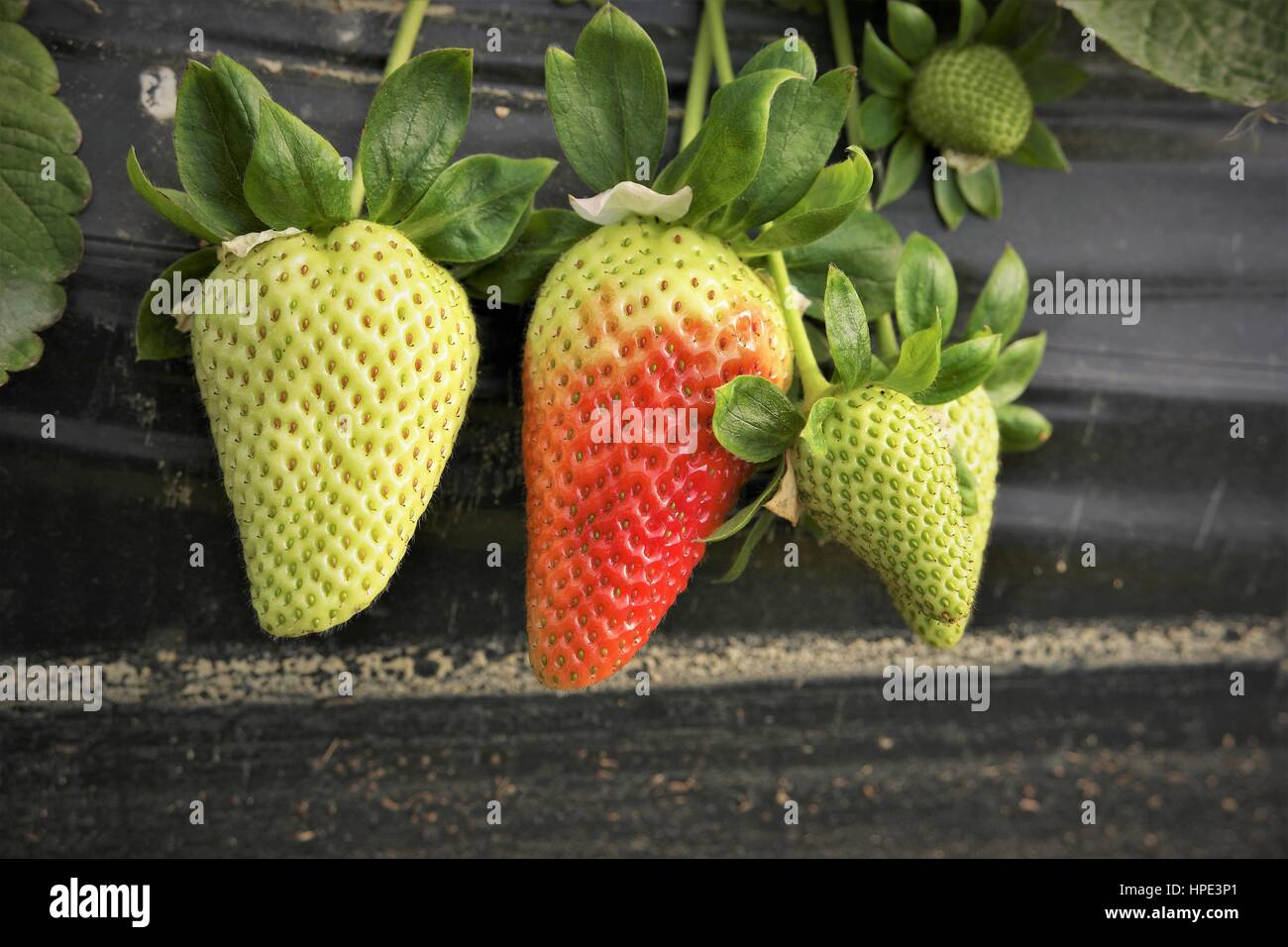Les fraises en immatures Huelva, Espagne Banque D'Images
