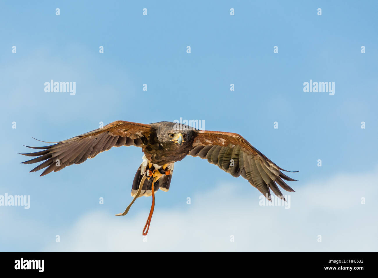 Flying Eagle dans une exposition dans un parc national Banque D'Images