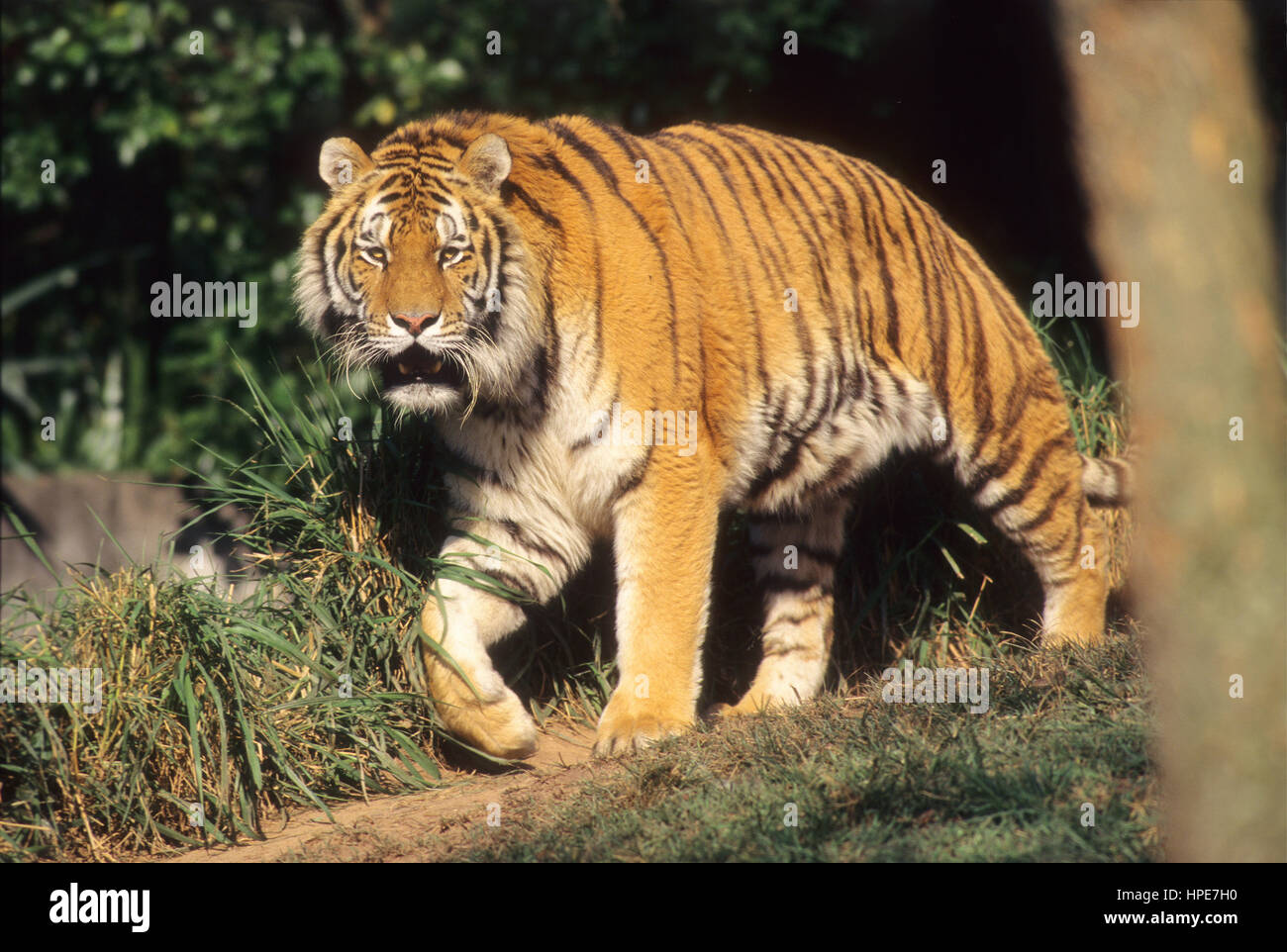 Tigre de Sibérie, le plus grand chat dans le monde Photo Stock - Alamy