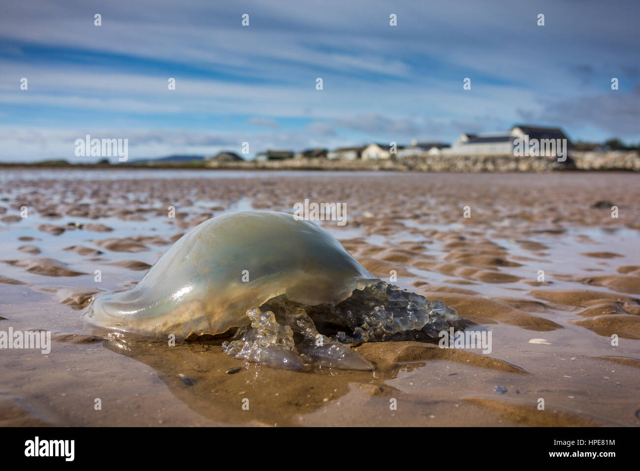 Un corps échoués sur les méduses (Rhizostoma pulmo) échoués sur la plage Southerness Dumfries et Galloway, Écosse, Royaume-Uni. Banque D'Images