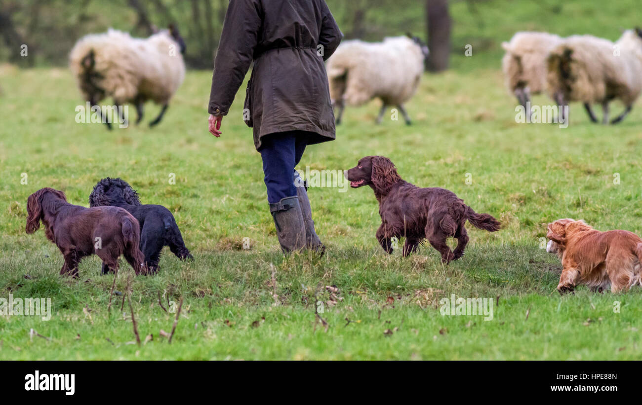 Animaux domestiques : Quatre épagneuls bien élevés sans laisse avec le propriétaire comme les moutons courir loin dans le champ, UK Banque D'Images