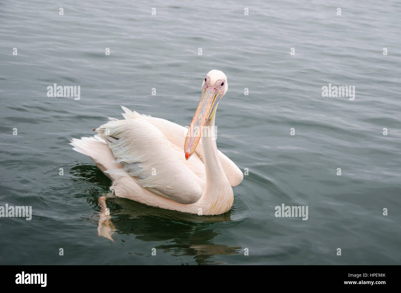 Un grand pélican blanc natation à Walvis Bay, en Namibie. Banque D'Images