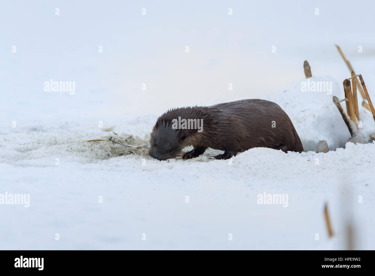 Loutre d'Europe (Lutra lutra) en hiver. Lieu : Parc Naturel de Comana, Roumanie Banque D'Images