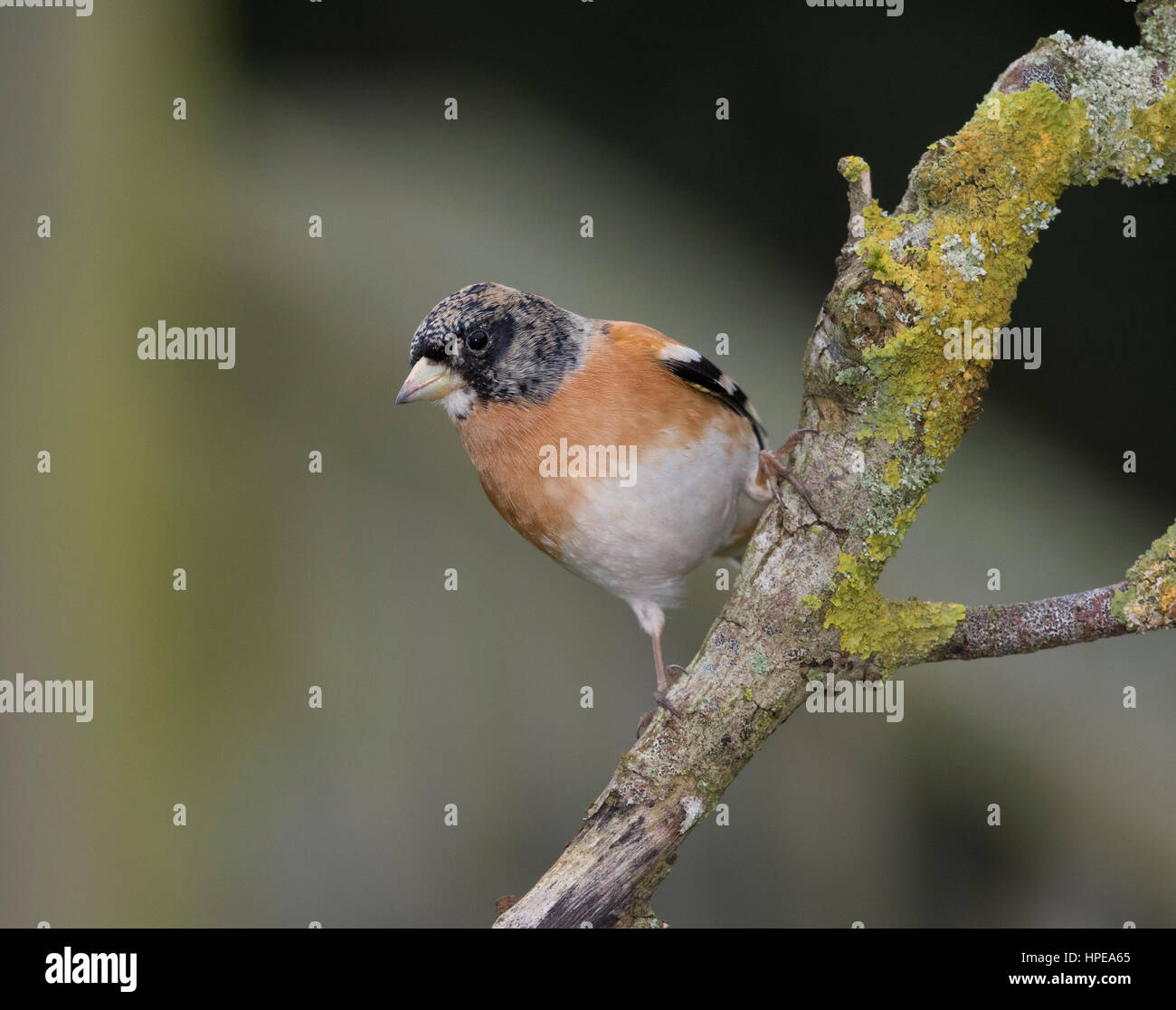 Pinson ( Fringilla montifringilla) Pois "gorge" sur une branche en hiver,2017 Banque D'Images