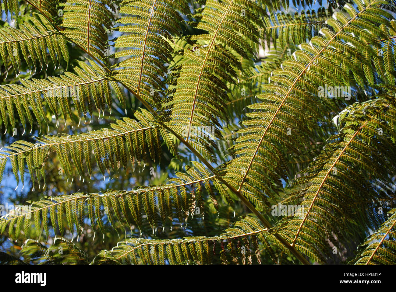 Cyathea dealbata leaf (également connu sous le nom de l'arbre d'argent-fern ou silver fern) sur fond de ciel bleu. Banque D'Images