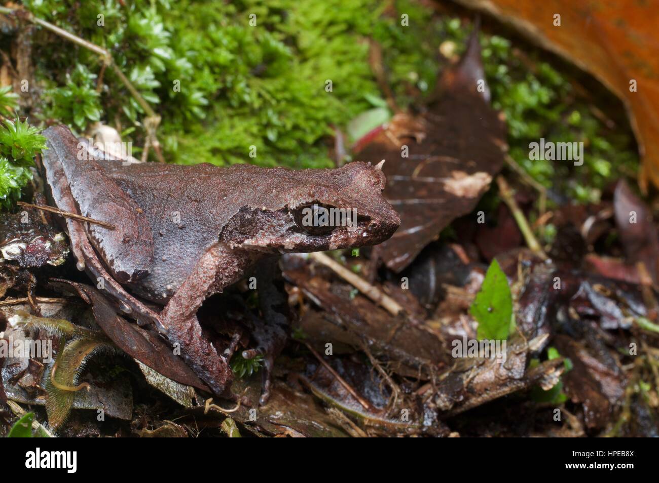 Un mince-legged Frog cornu (Xenophrys longipes) dans la litière de feuilles dans Fraser's Hill, Pahang, Malaisie Banque D'Images