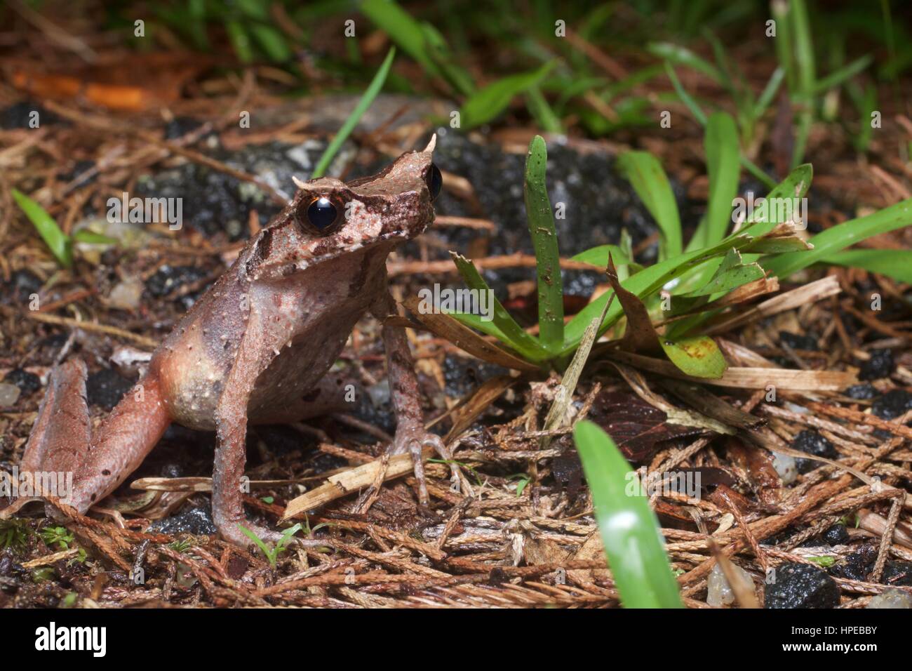 Un mince-legged Frog cornu (Xenophrys longipes) dans la litière de feuilles dans Fraser's Hill, Pahang, Malaisie Banque D'Images