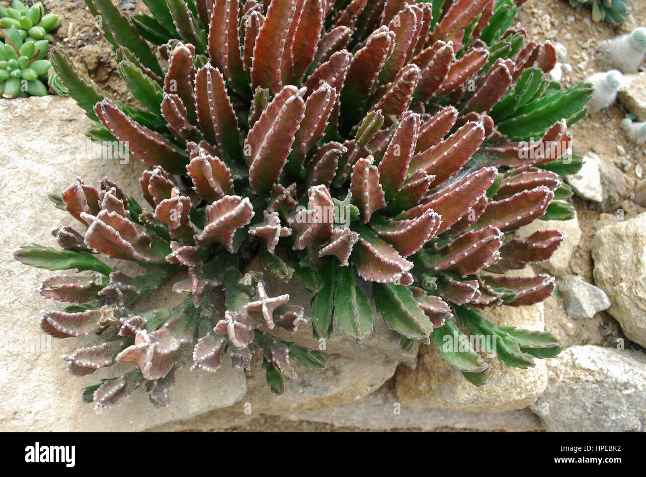 Stapelia grandiflora (carrion plante, fleur, étoile de mer ou cactus) est une plante de la Stapelia genre. Banque D'Images