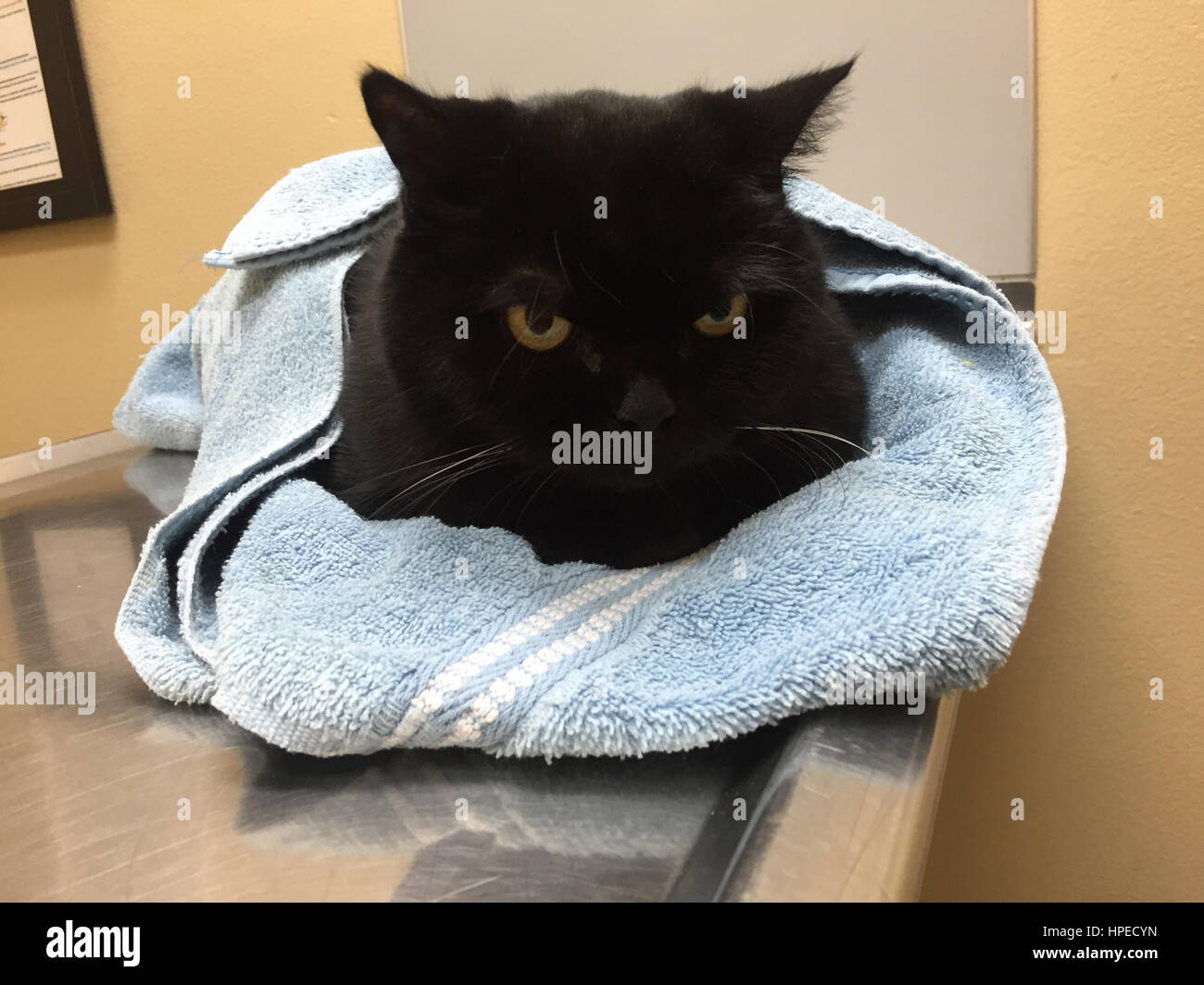 Chat noir Banque D'Images
