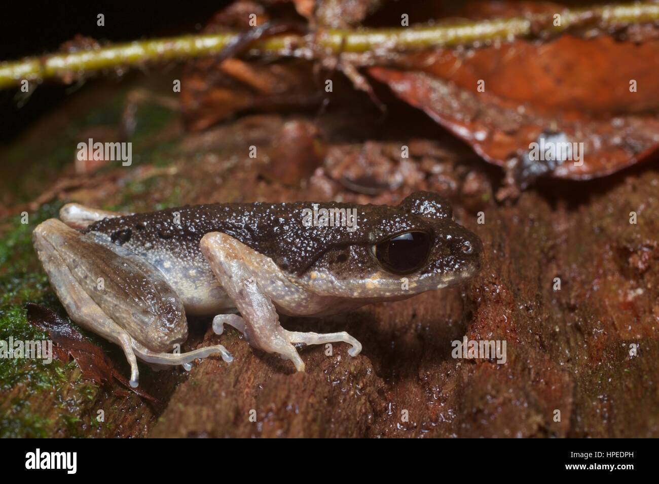 Une litière mince (grenouille Leptolalax gracilis) hunkered down à Kubah National Park, Sarawak, l'Est de la Malaisie, Bornéo Banque D'Images
