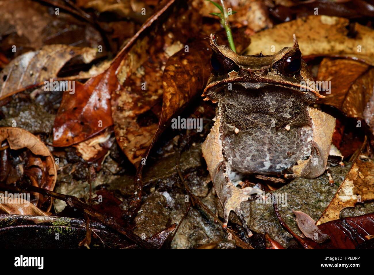 Une Grenouille cornue de Malaisie (Megophrys nasuta) camouflé dans la litière de feuilles de Kubah National Park, Sarawak, l'Est de la Malaisie, Bornéo Banque D'Images