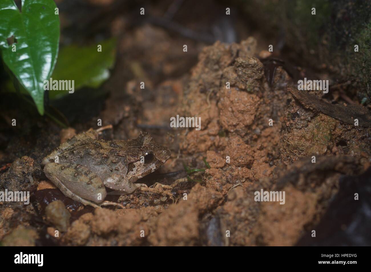 Un Malesian Limnonectes malesianus (grenouille) dans la forêt tropicale, la nuit, l'Ulu Semenyih, Selangor, Malaisie Banque D'Images