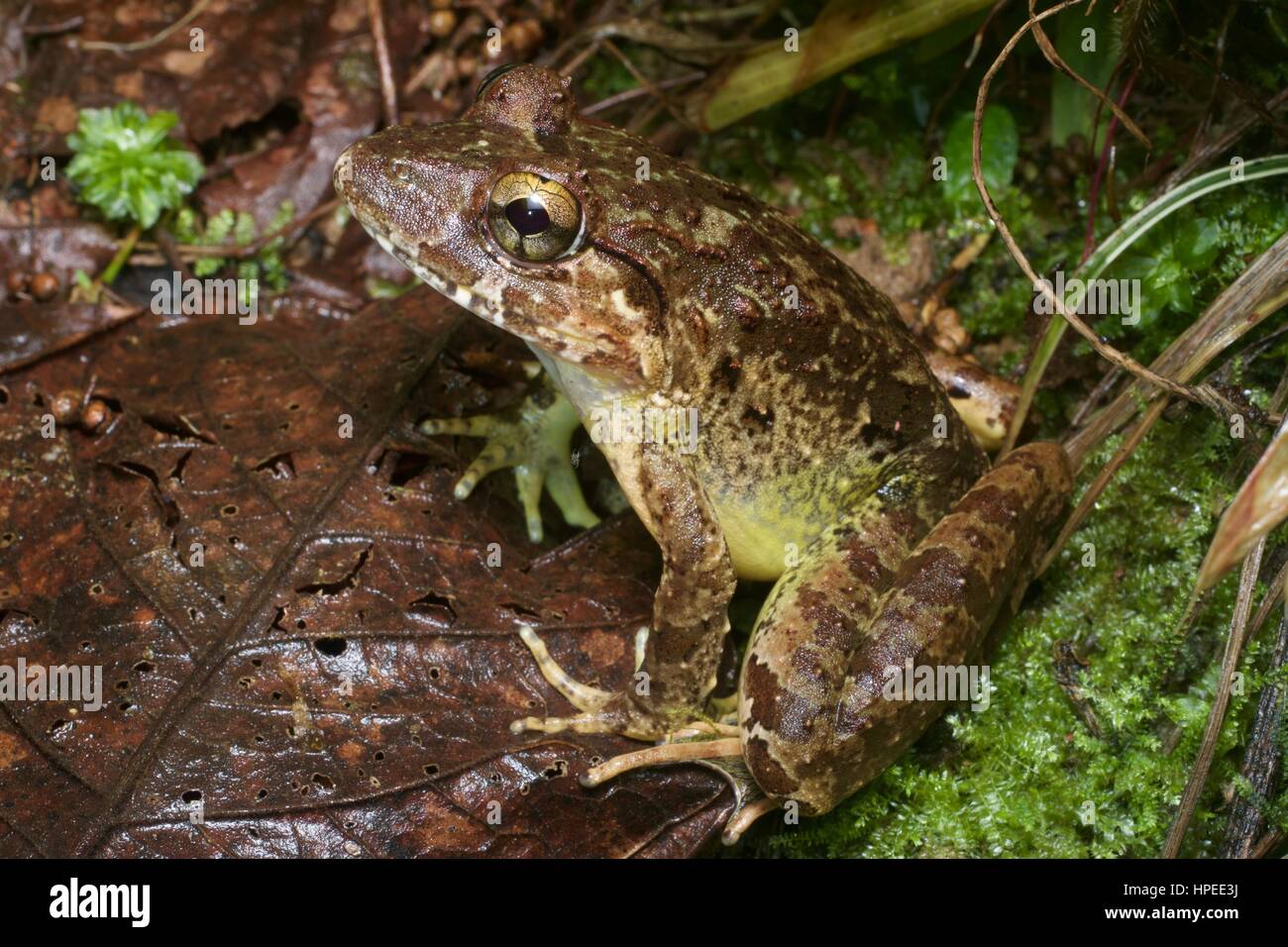 Une grenouille de rivière géantes (Limnonectes blythii) dans la forêt pluviale la nuit dans Fraser's Hill, Pahang, Malaisie Banque D'Images