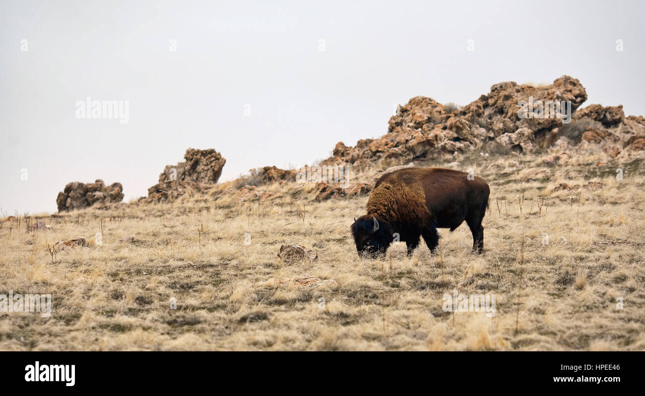 Un seul bison dans un champ ouvert. Antelope Island, dans l'Utah. Banque D'Images